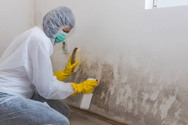 Best Mold Removal Process  in Nags Head, NC